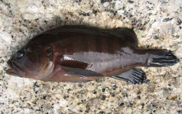 钓石斑鱼用什么饵料?