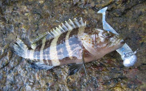 路亚石斑鱼用什么饵?