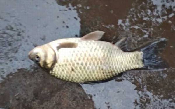 初冬钓鲫鱼用什么饵料?