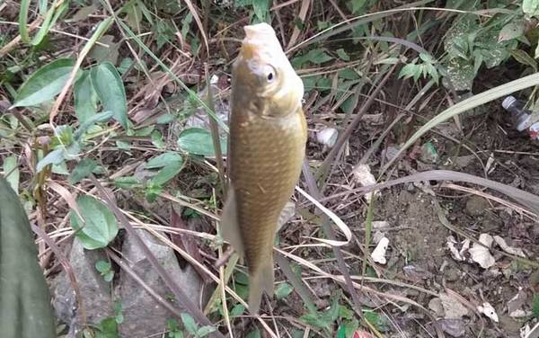 初冬钓鲫鱼用什么饵料?