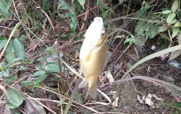 春天钓鲫鱼用什么饵料?