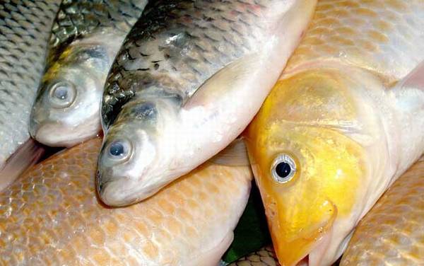 春天钓鲫鱼用什么饵料?