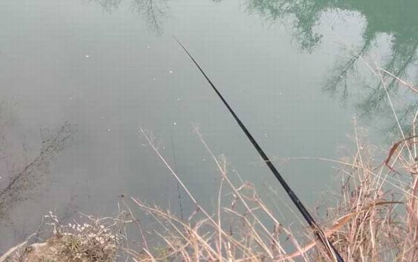 春天钓鲫鱼用什么饵料?