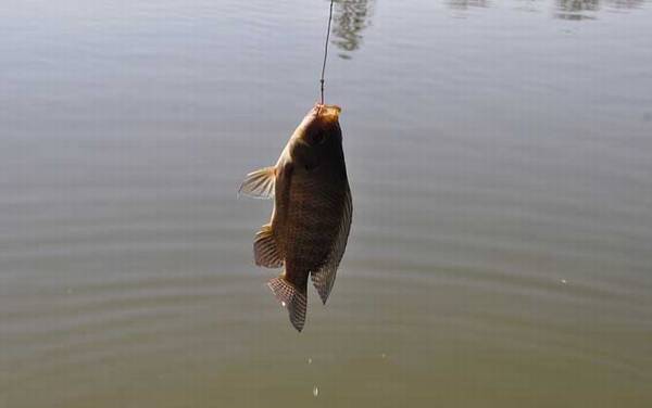 春天钓鱼用什么饵料?