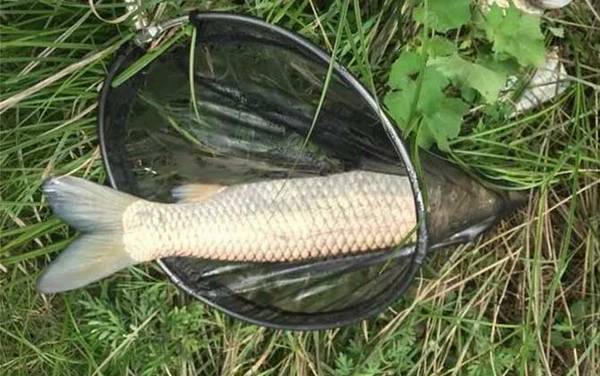 钓草鱼和鲤鱼用什么饵料最好?