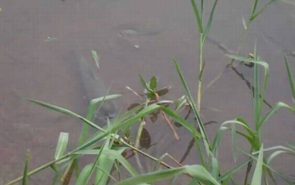 钓草鱼和鲤鱼用什么饵料最好?