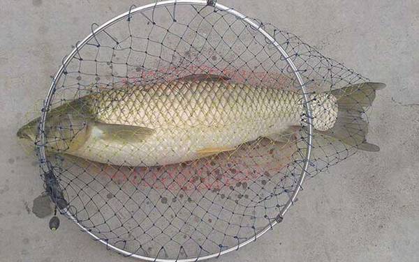 草鱼喜欢吃什么味型的饵料?