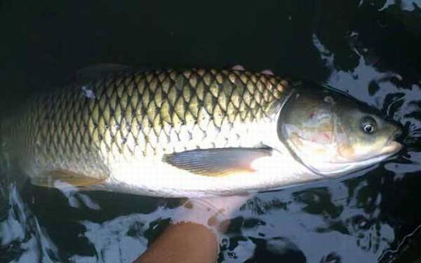 水库草鱼用什么鱼饵最好钓?