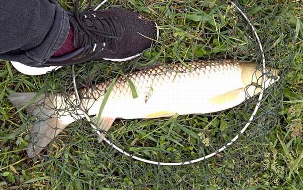 Ұ��������ʲô�����ã�