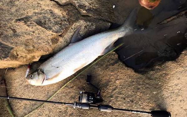 路亚翘嘴铁板好还是亮片好?