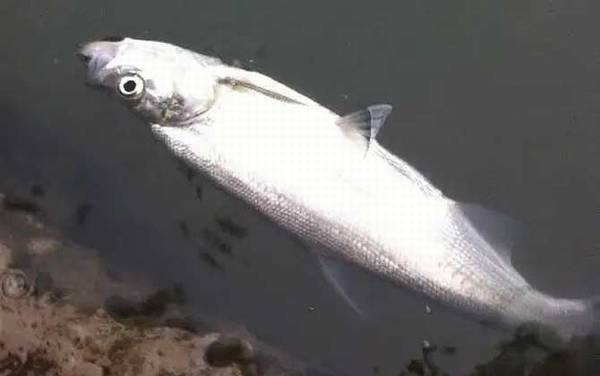 路亚翘嘴铁板好还是亮片好?