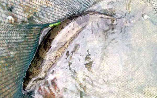 钓鳜鱼用泥鳅好还是河虾好?