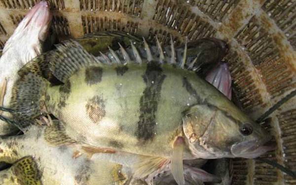 钓鳜鱼用泥鳅好还是河虾好?