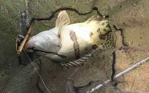 钓鳜鱼用泥鳅好还是河虾好?