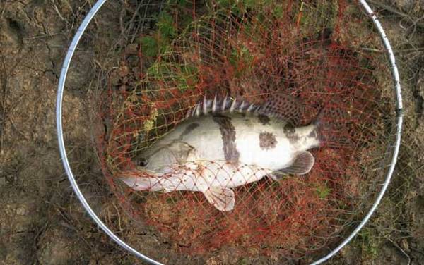 手竿钓鳜鱼用什么饵料?