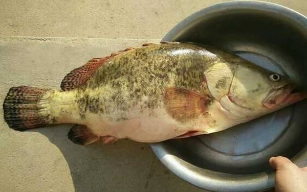 手竿钓鳜鱼用什么饵料?