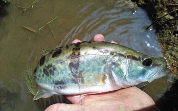 亮片可以路亚鳜鱼吗?