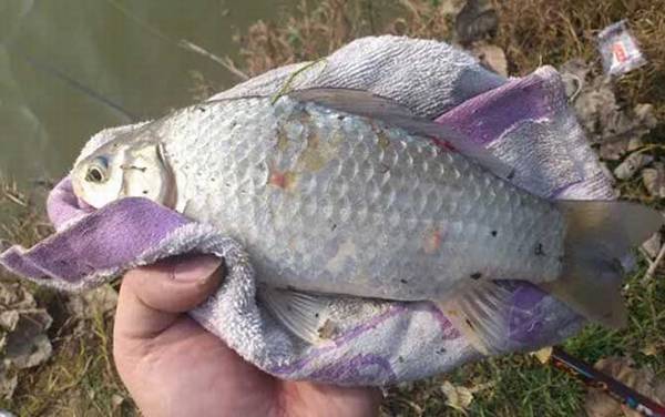 钓鲫鱼用蚯蚓好还是饵料好?