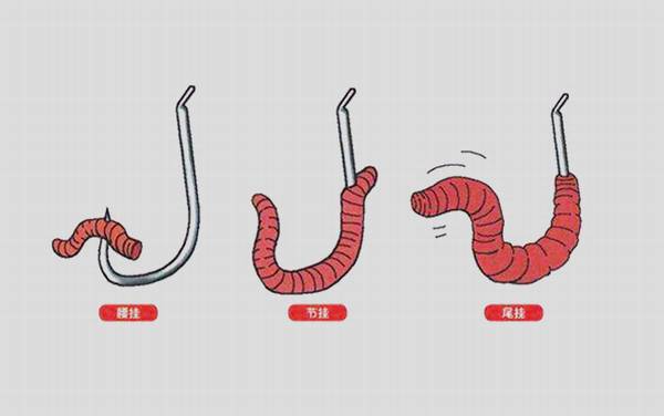 钓鲤鱼怎么挂蚯蚓最好?