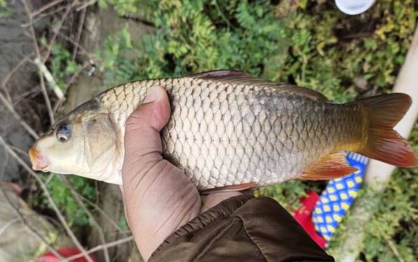 野钓鲤鱼吃不吃蚯蚓?