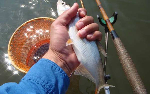 钓红尾鱼哪种饵料最好?