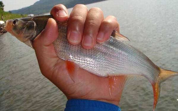 钓红尾鱼哪种饵料最好?