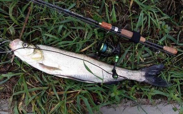 翘嘴鱼喜欢吃什么饵料?