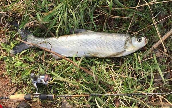 翘嘴鱼喜欢吃什么饵料?