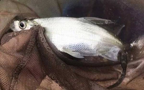 手竿钓翘嘴用什么饵料最好?