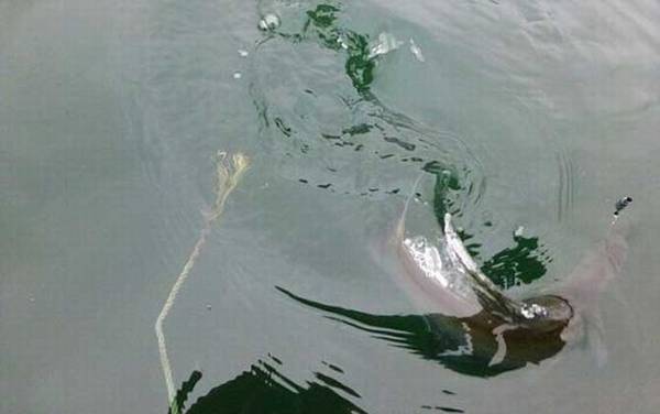 路亚翘嘴用多少克的拟饵?