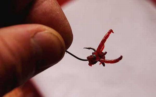 红虫怎么分公母?