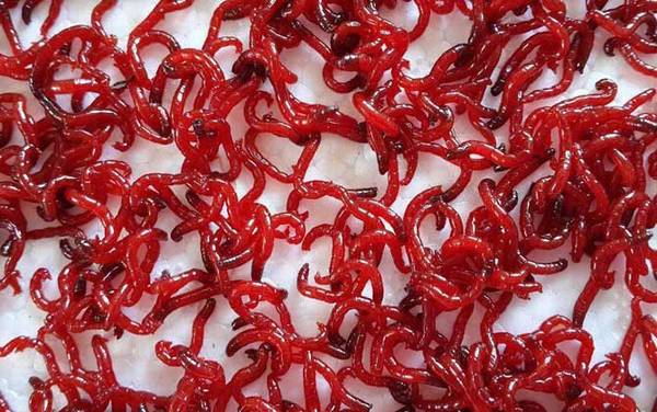 红虫吃什么东西?