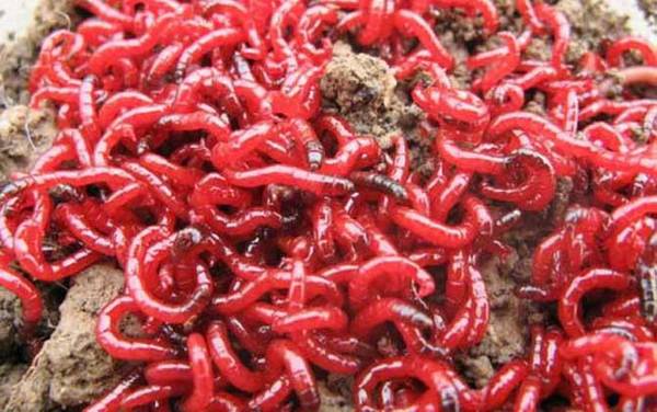 红虫怎么繁殖后代?