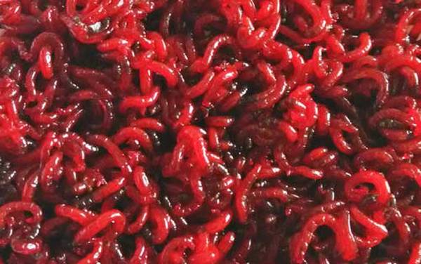 红虫怎么繁殖后代?