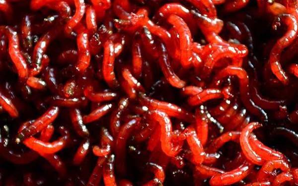 钓鱼用不完的红虫怎么养?