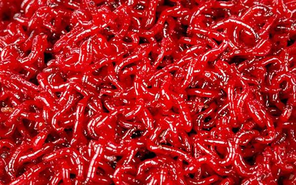 钓鱼用不完的红虫怎么养?