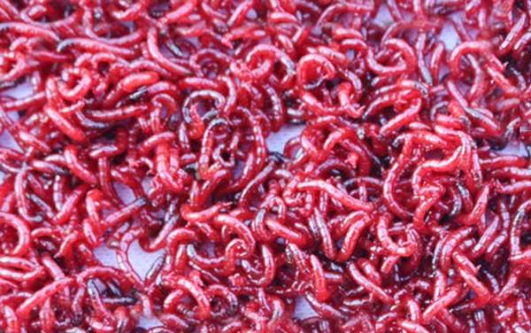 红虫保存最简单的方法