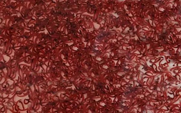 红虫保存温度多少合适?