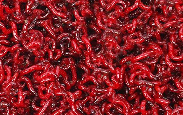 红虫保存温度多少合适?