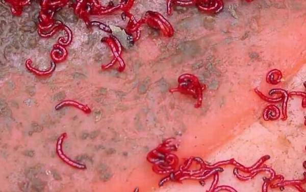 钓鱼红虫怎么养?