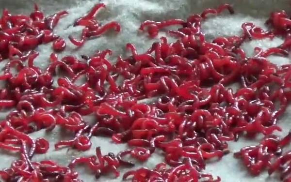 红虫怎么繁殖出来的?