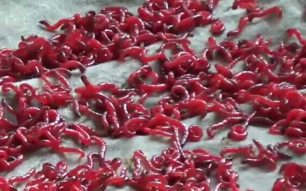 红虫对水质和鱼有危害吗?