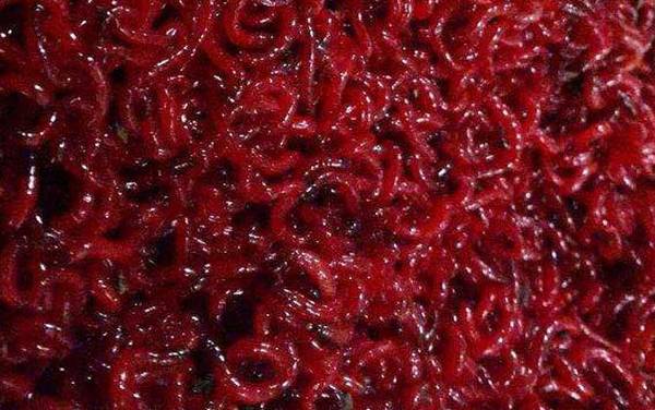 红虫怎么繁殖出来的?