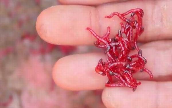 红虫一般生长在什么地方?