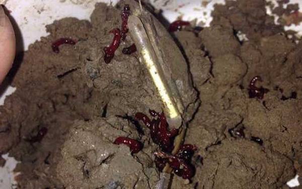 红虫对水质和鱼有危害吗?