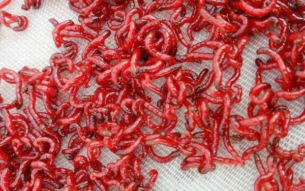 红虫生活在那种环境里?