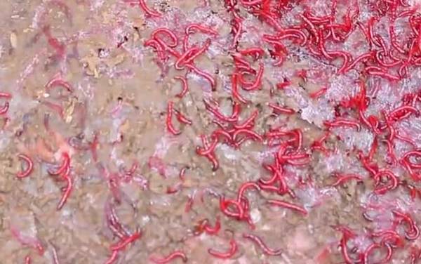 红虫生活在那种环境里?