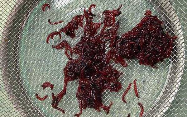 红虫生活在那种环境里?