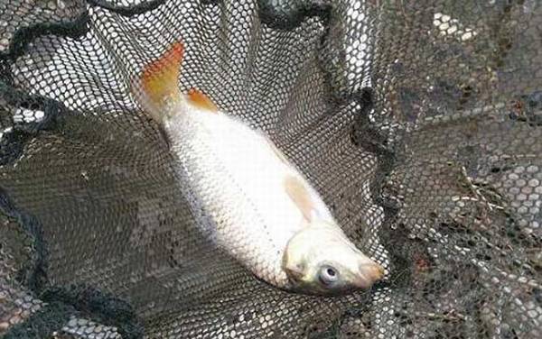 红虫饵能钓鲤鱼吗?