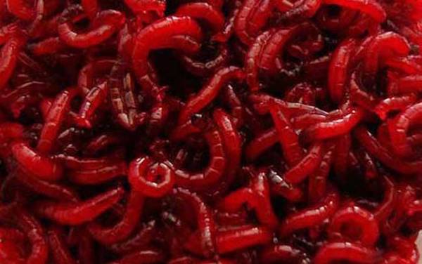 红虫一年四季都可以钓鱼吗?